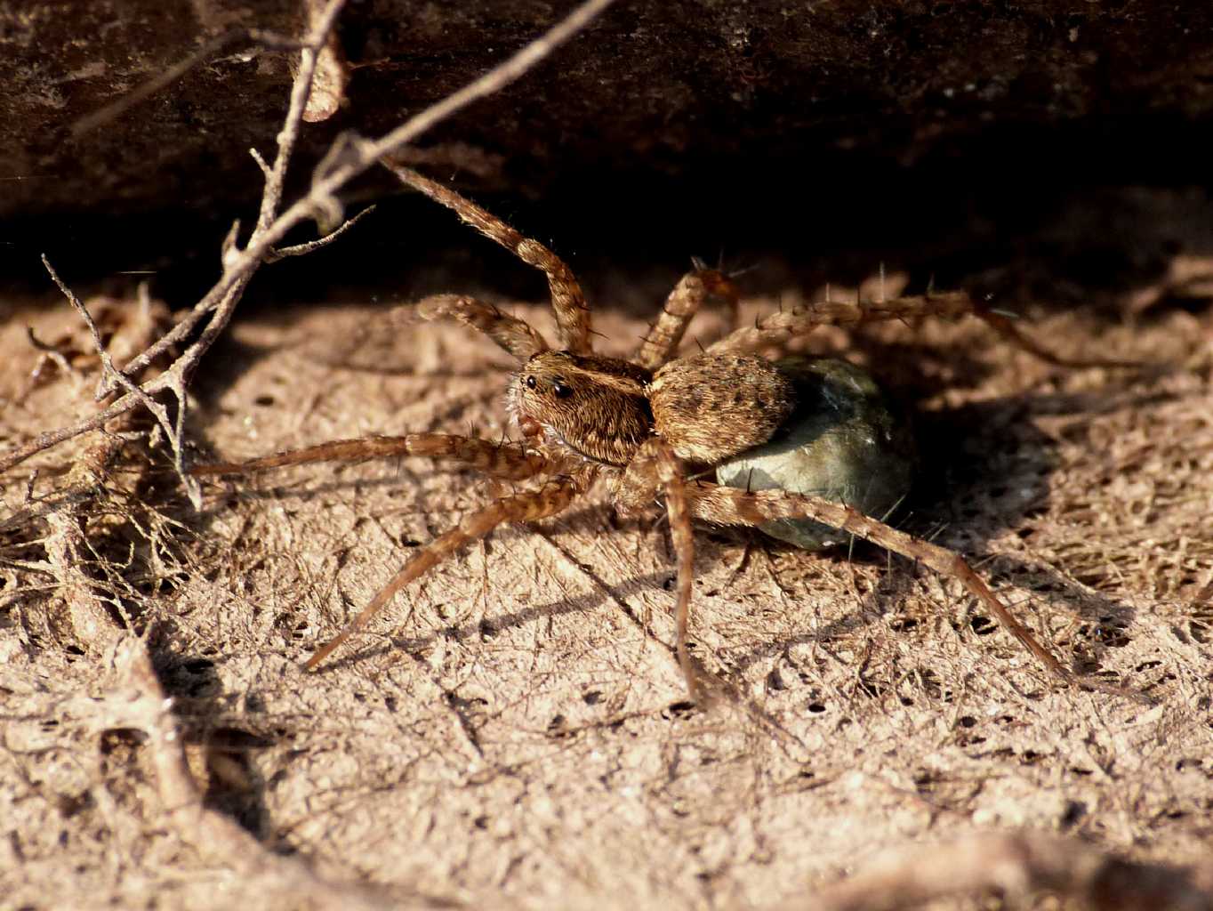 Pardosa di piccole dimensioni sul fiume - S. Teresa G. (OT)